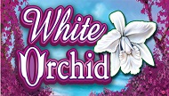 White Orchid プレイ